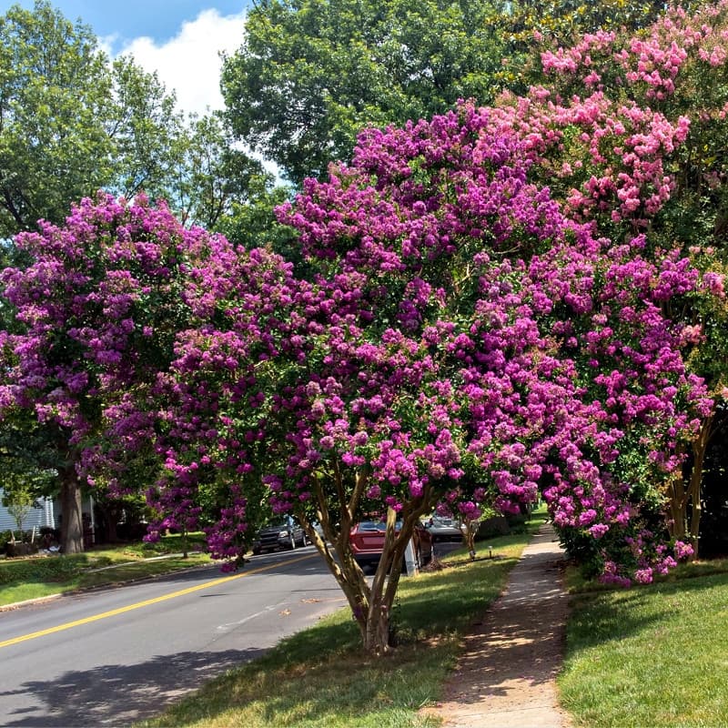 Twilight Crepe Myrtle Shrub for sale