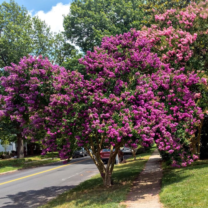 Twilight Crepe Myrtle Shrub for sale