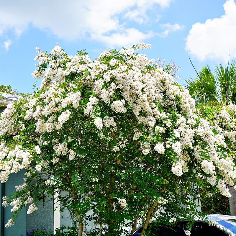 Natchez Crepe Myrtle Tree for sale