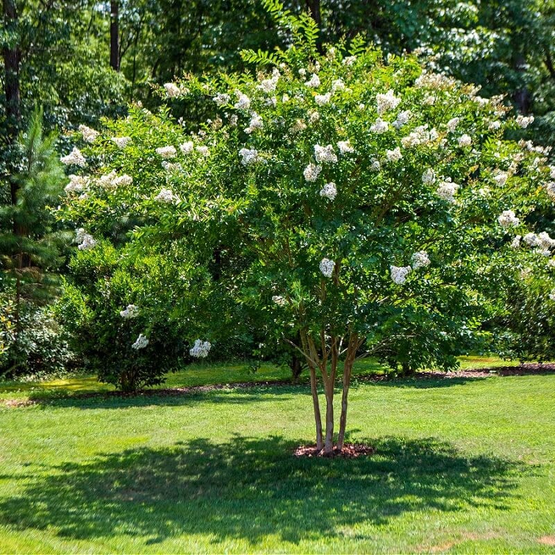 Buy Natchez Crepe Myrtle Tree Online