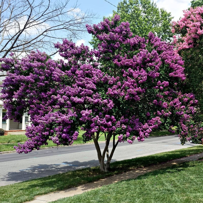 Muskogee Crepe Myrtle Shrub for sale