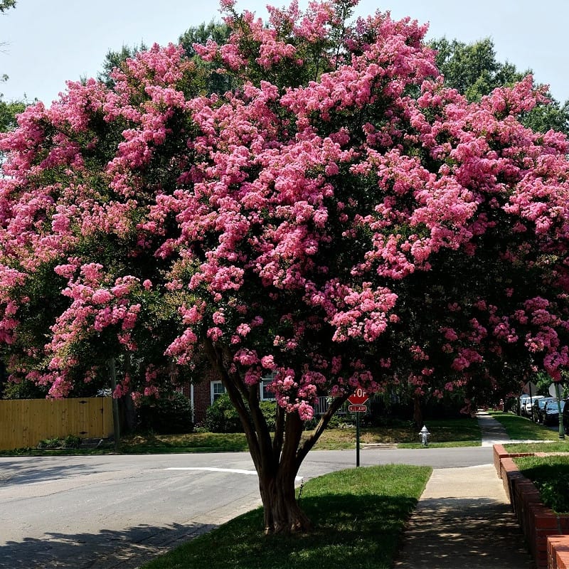 Pink Crepe Myrtle for sale