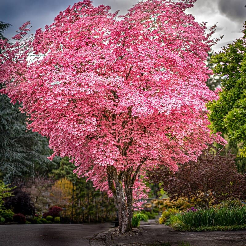 Pink Dogwood Tree