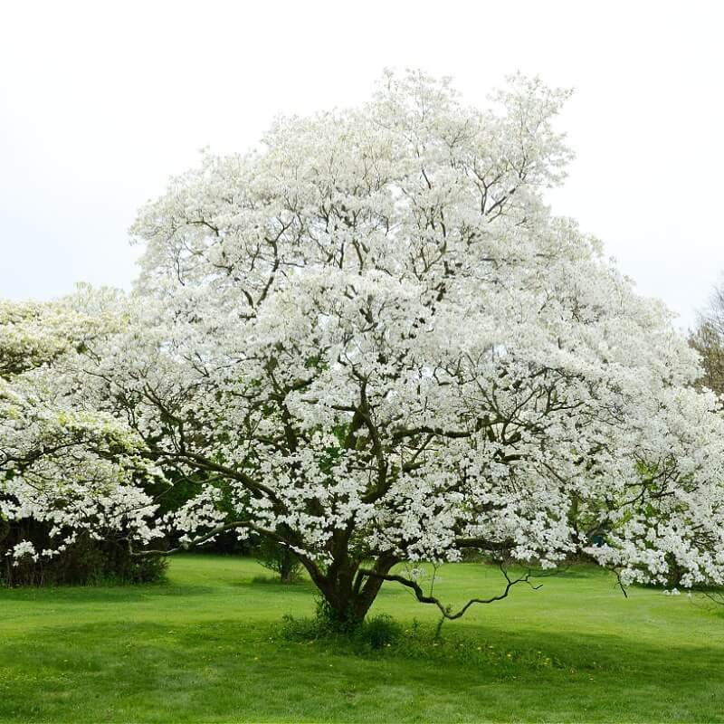 Buy White Dogwood Tree Online