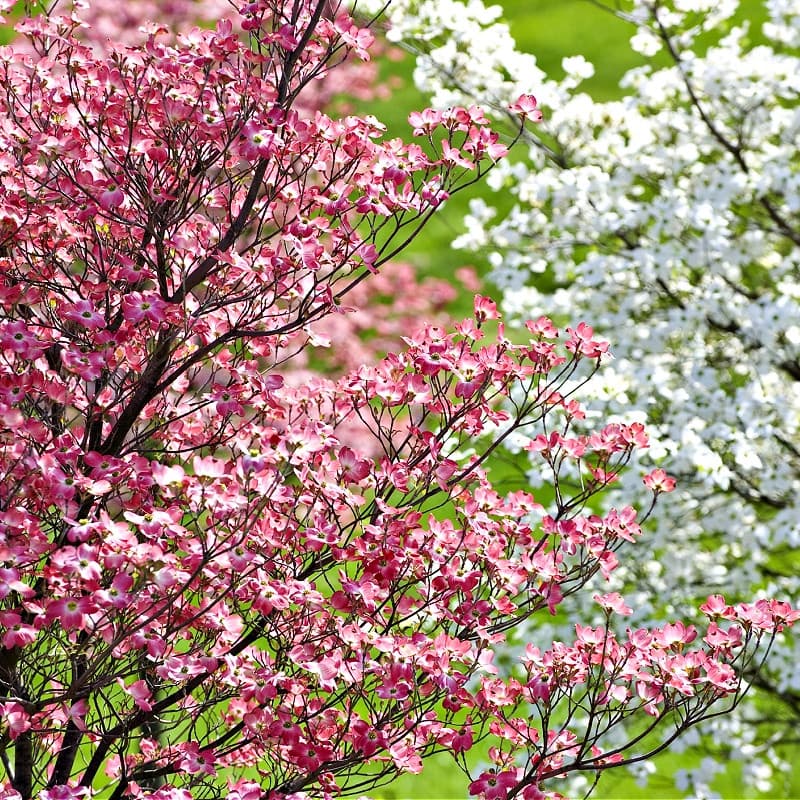 Dogwood Trees for sale