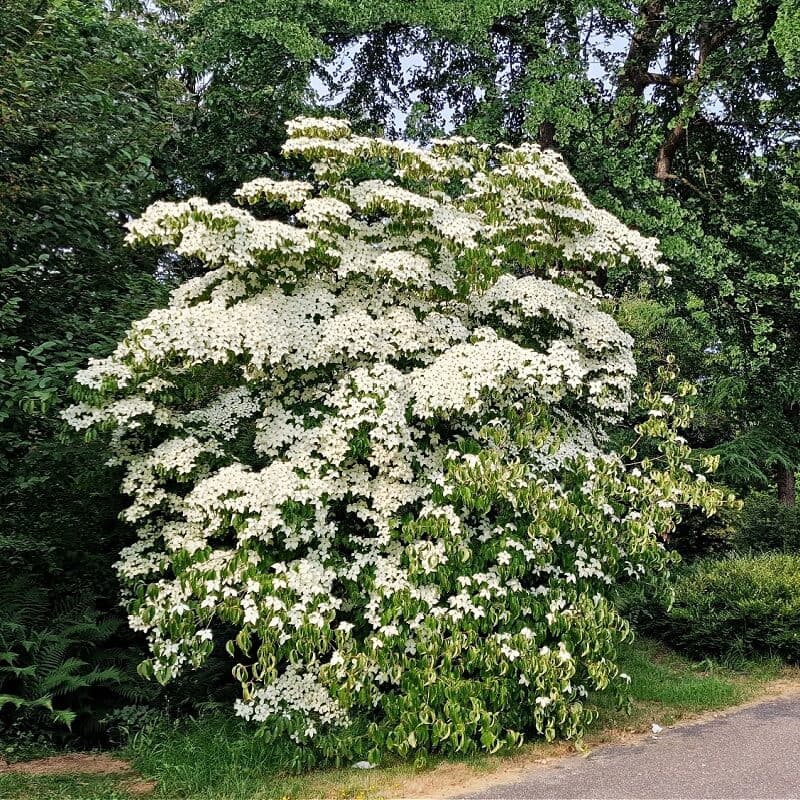 Kousa Dogwood Tree