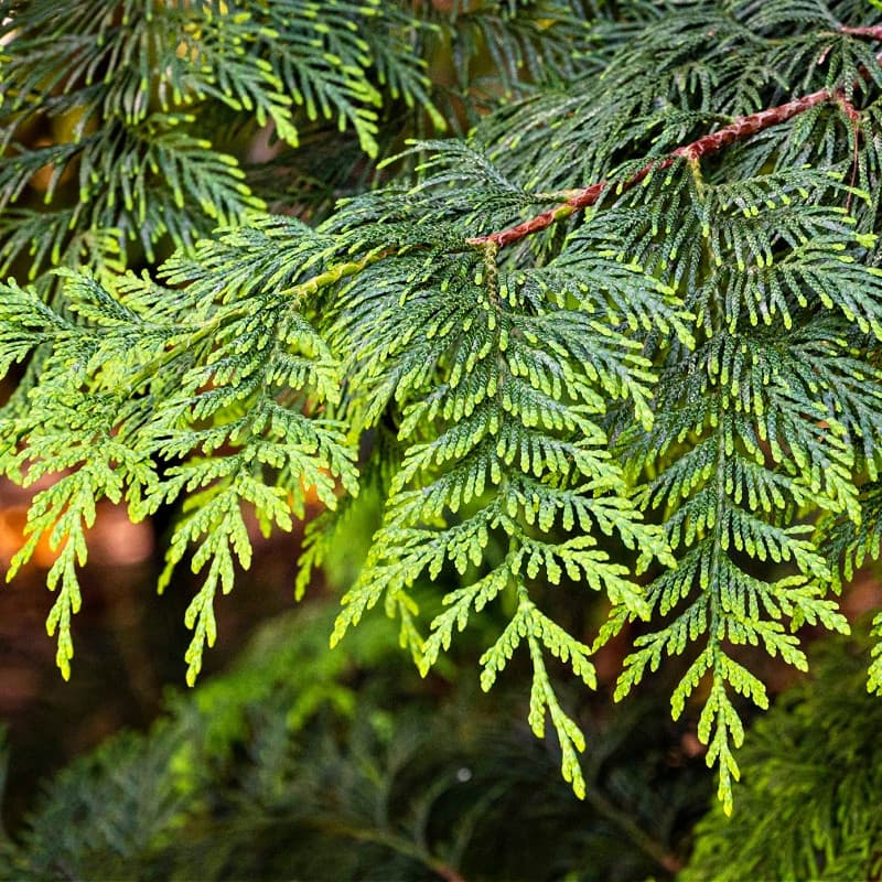 Green Giant Arborvitae for sale