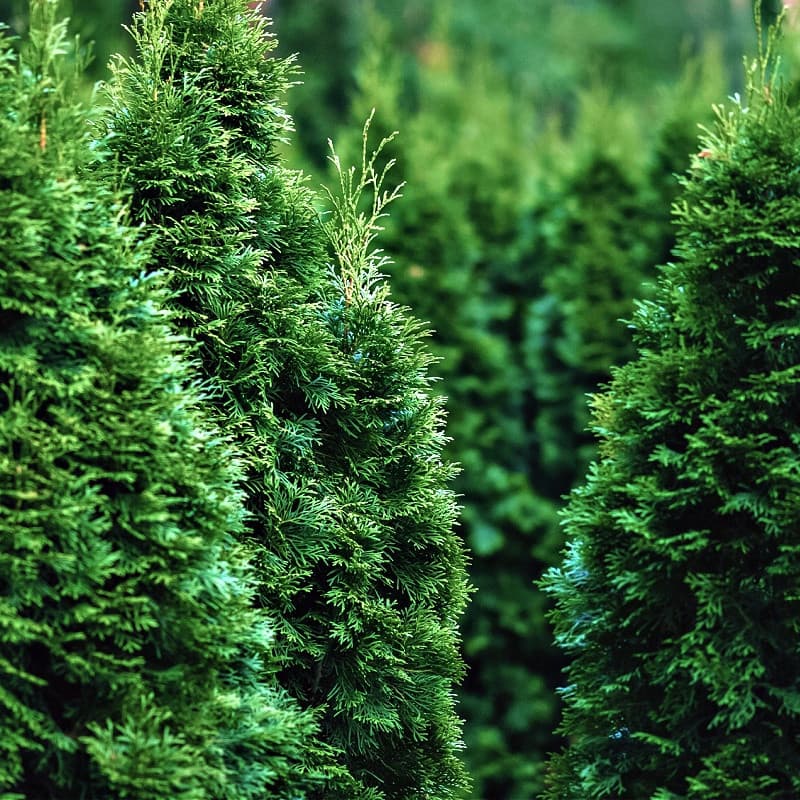 American Arborvitae Tree for sale