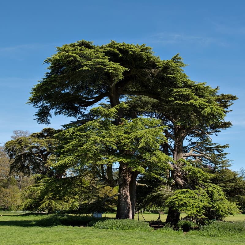 Cedar Tree for sale