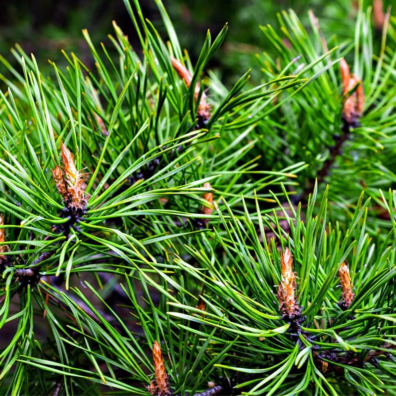 Loblolly Pine Tree for sale