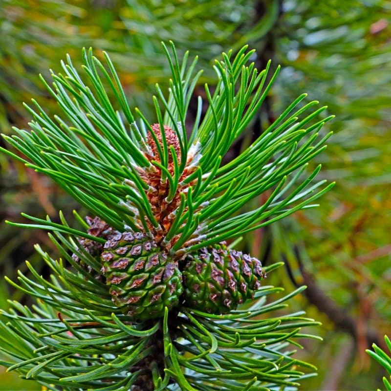 White Pine Tree for sale