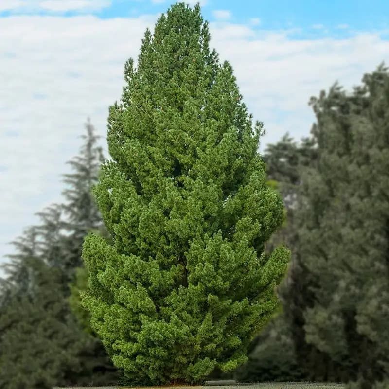 White Pine Tree