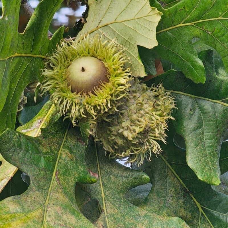 Bur Oak Tree for sale