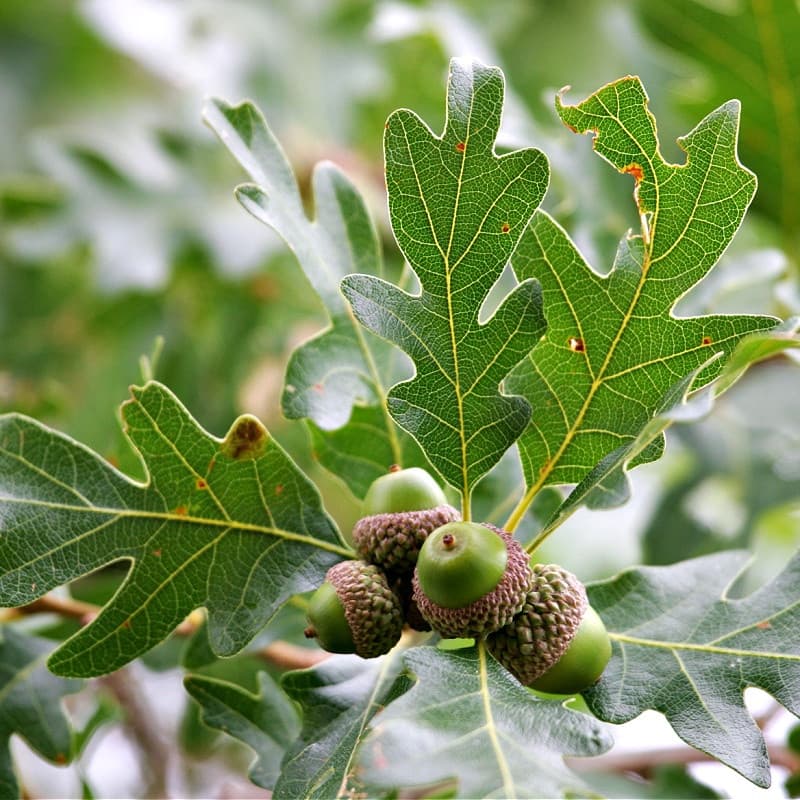White Oak Tree for sale