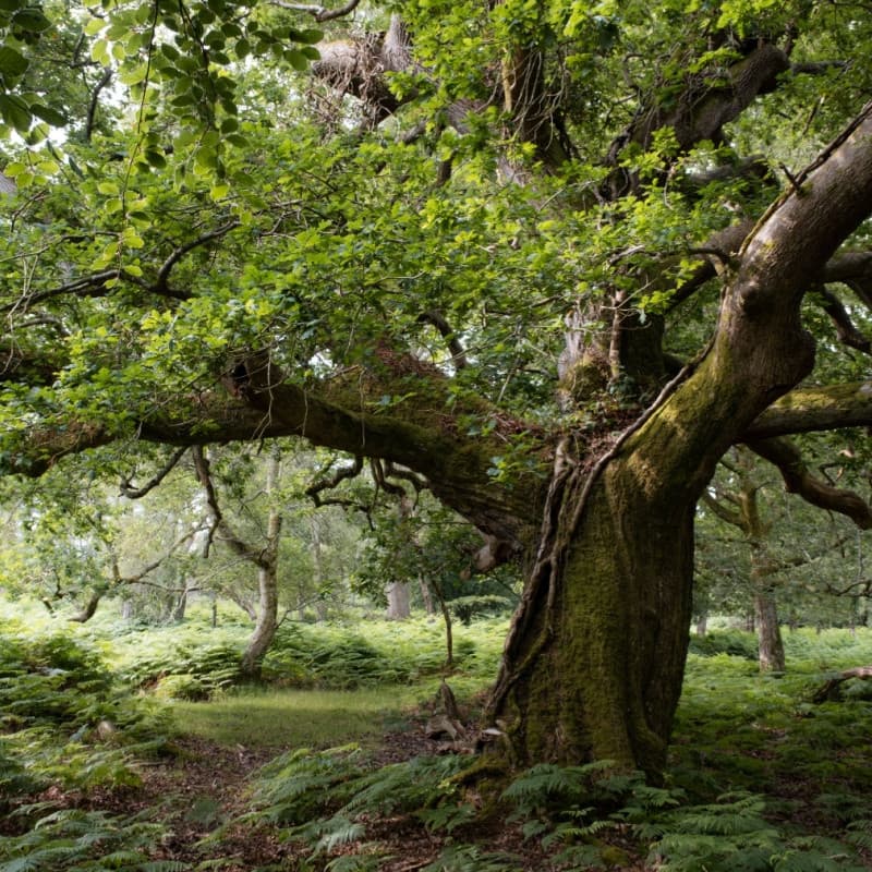 Pin Oak Trees For sale