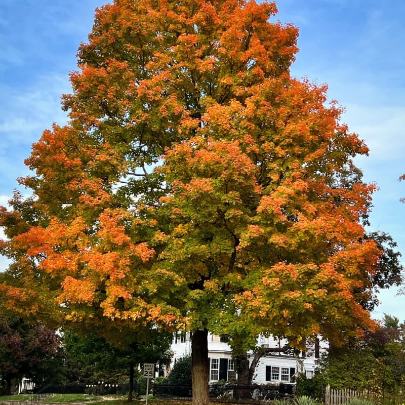 Pin Oak Trees