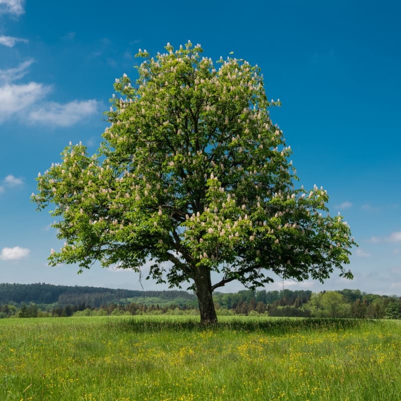 PQK Chestnut Trees Buy Now
