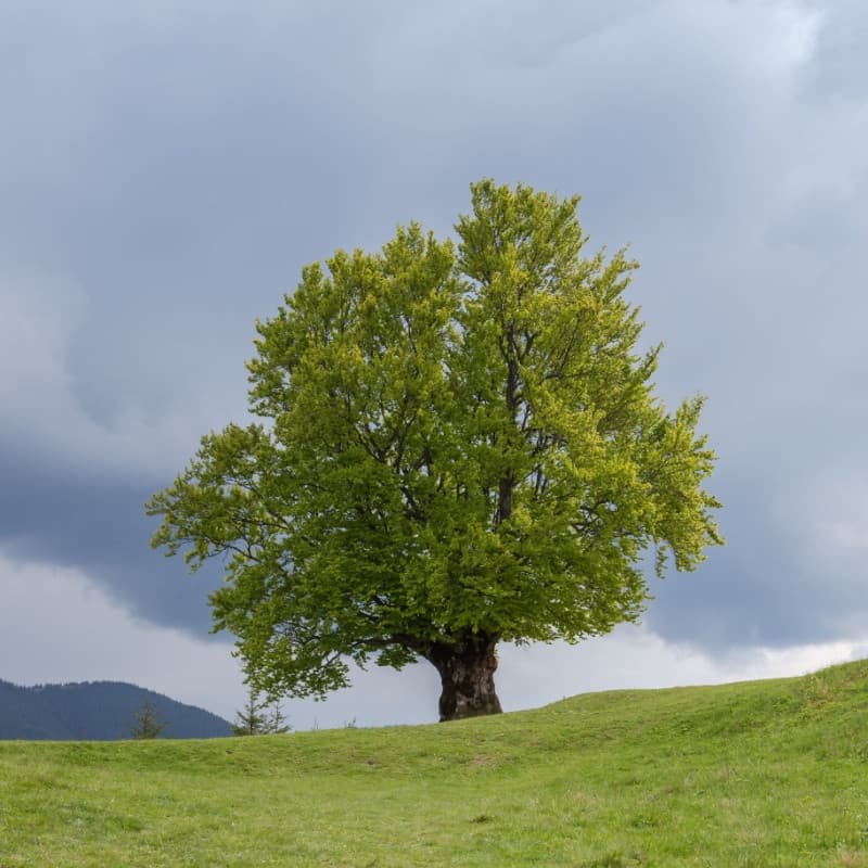 American Beech Tree For Sale