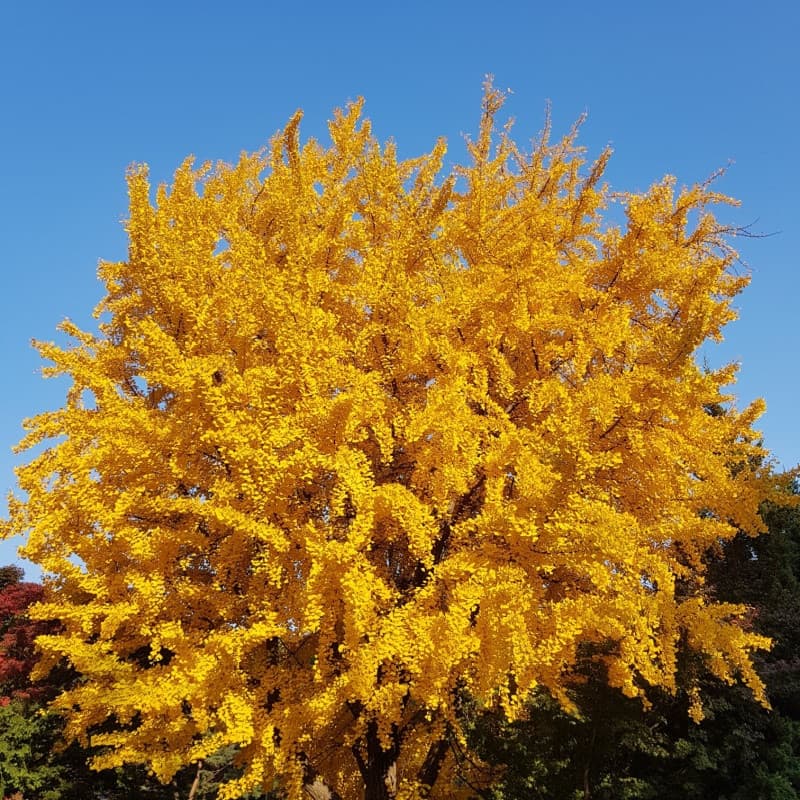 Tree of Life - Gingko Biloba For Sale