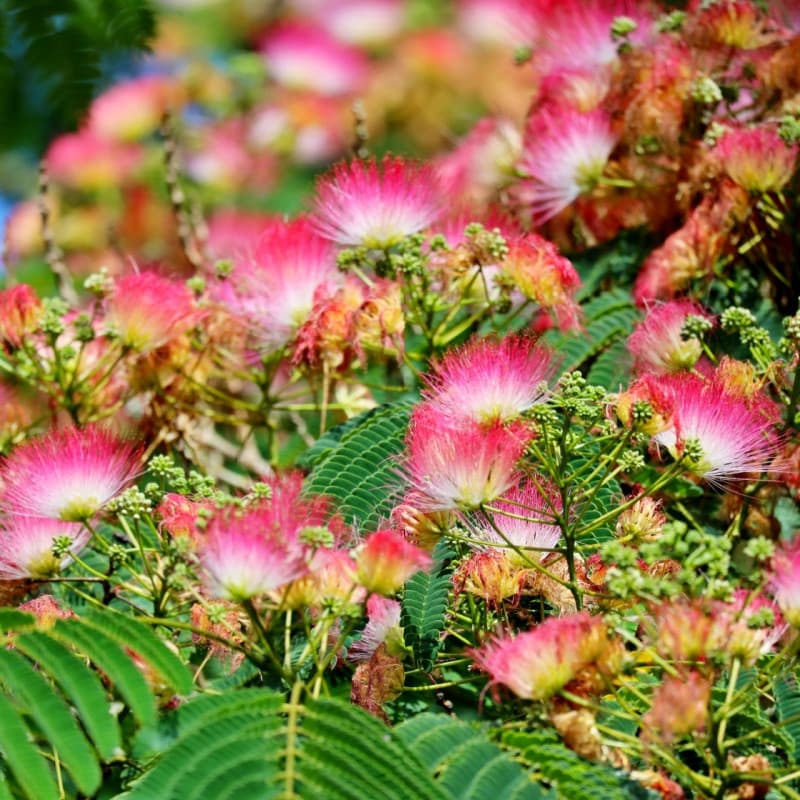 Persian Silk Tree For Sale