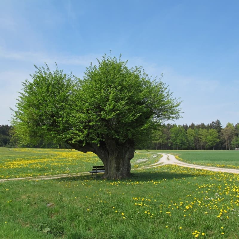 Hornbeam Tree For Sale