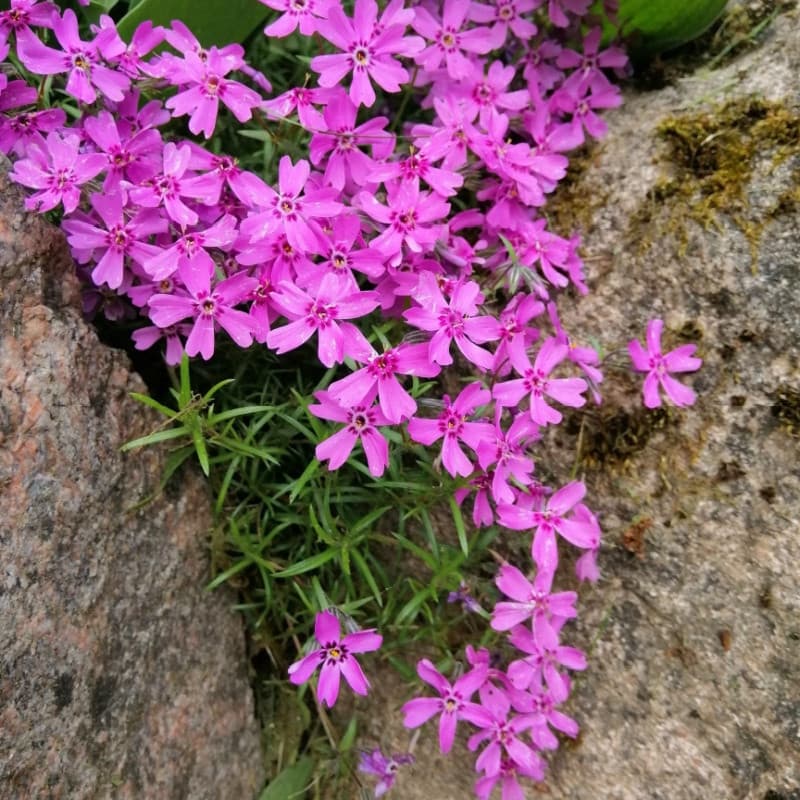 Creeping Phlox For Sale