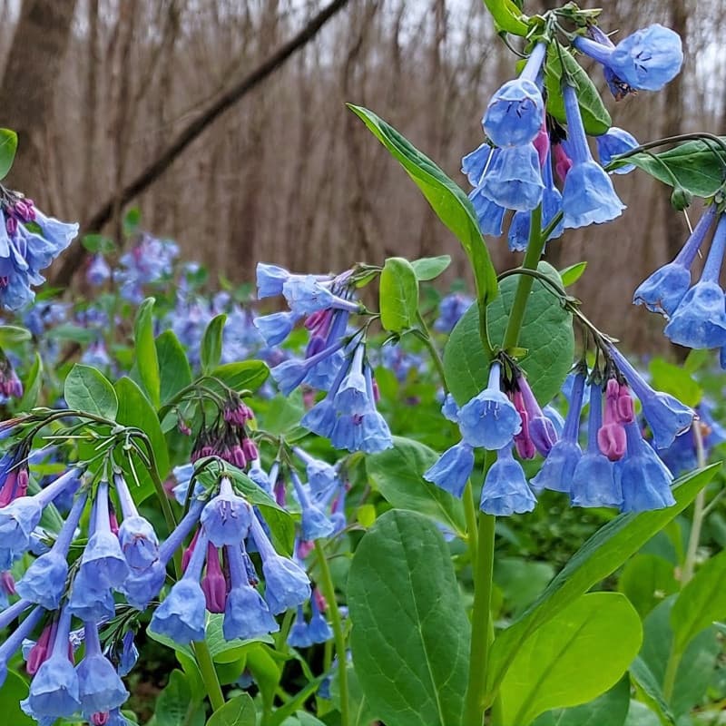 Virginia Bluebell For Sale