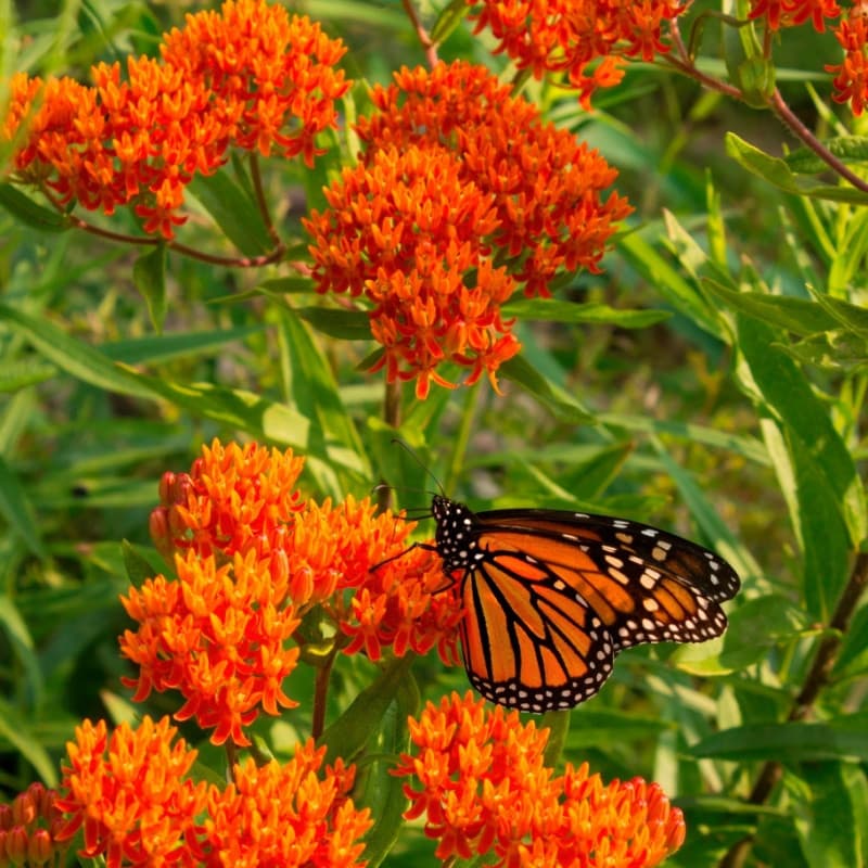 Butterfly Milkweed Plant For Sale