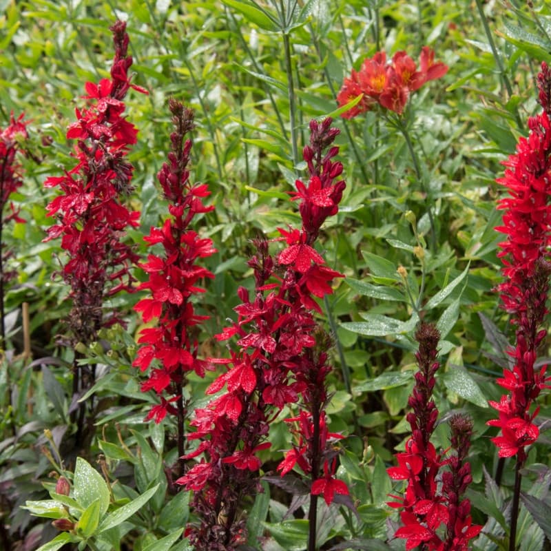 Cardinal Lobelia Plant For Sale