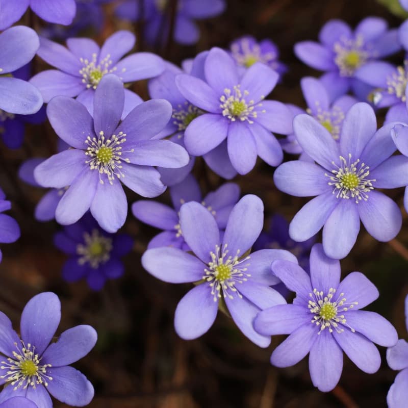 Liverwort Plant For Sale