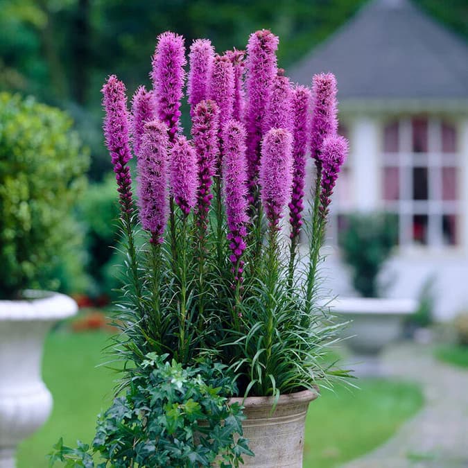 Blazing Star Liatris Plant
