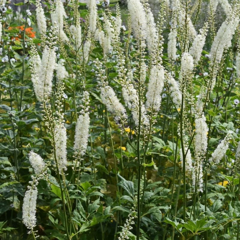 Black Cohosh Plant