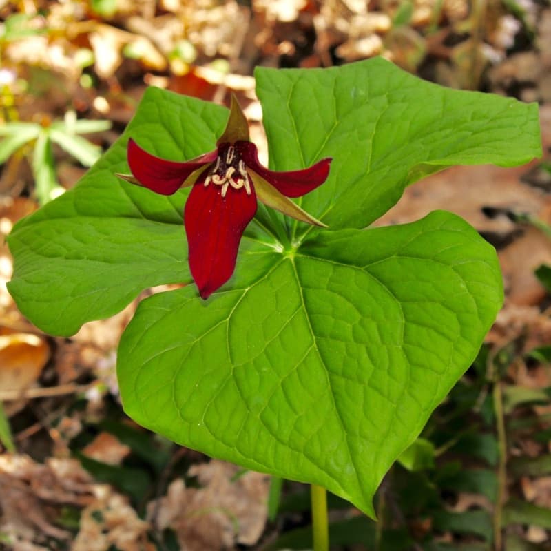 Red Wake Robin Trillium For Sale