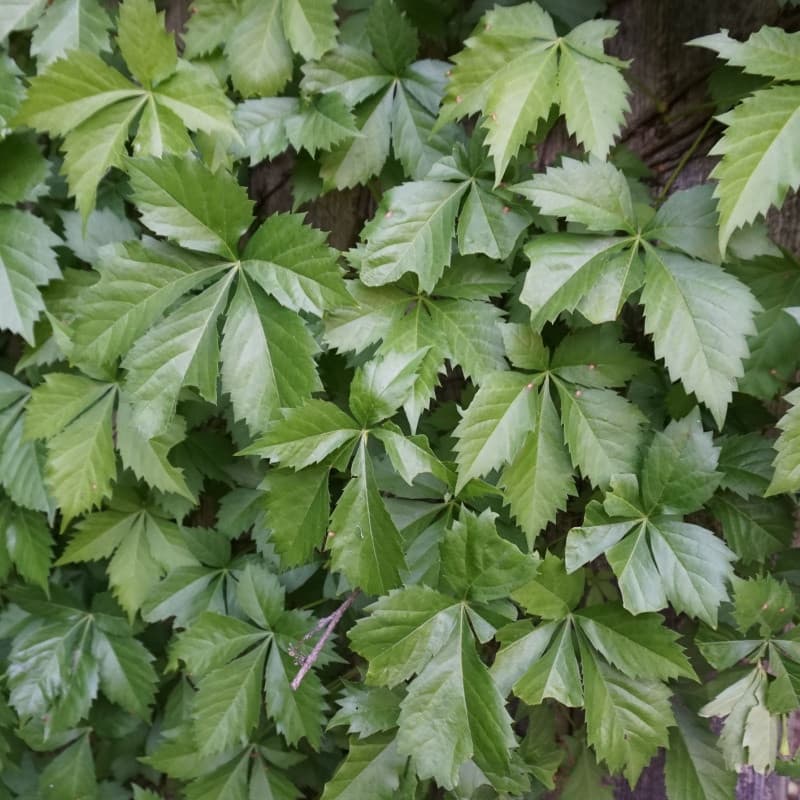Virginia Creeper Plant For Sale