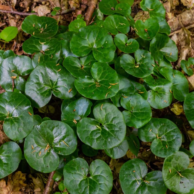 Wild Ginger Plant