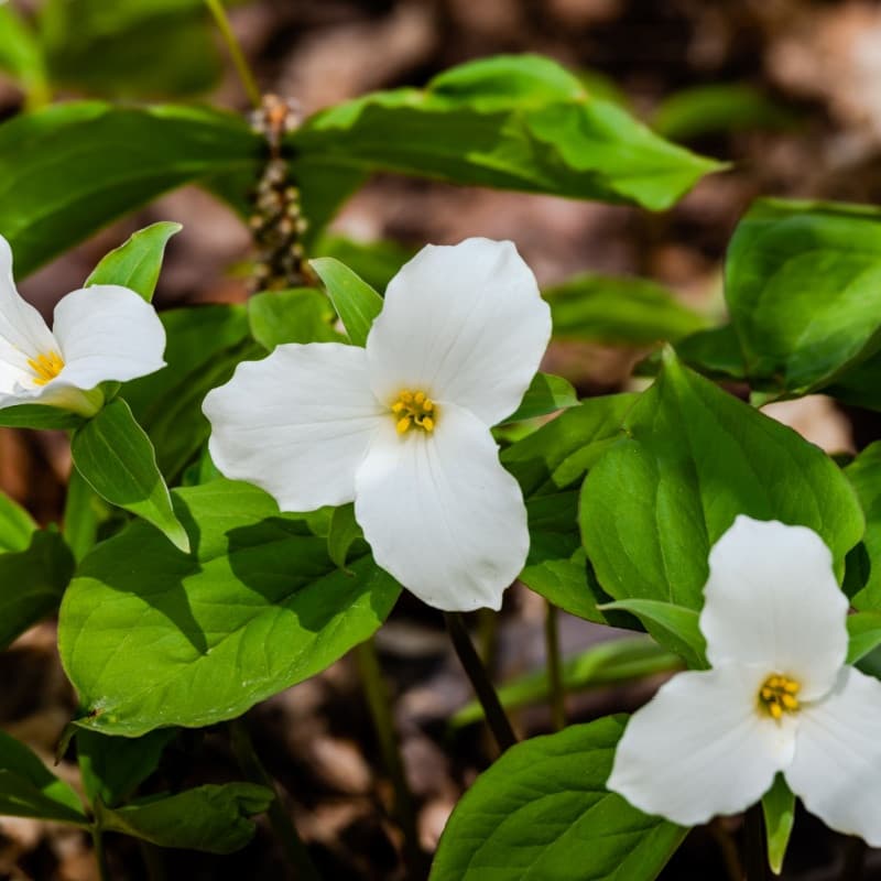 Great White Trillium For Sale
