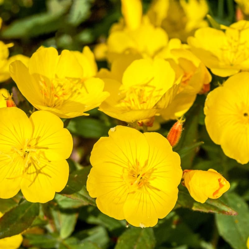 Evening Primrose Plant For Sale