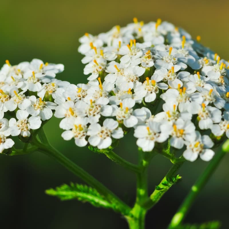 Yarrow Plant For Sale