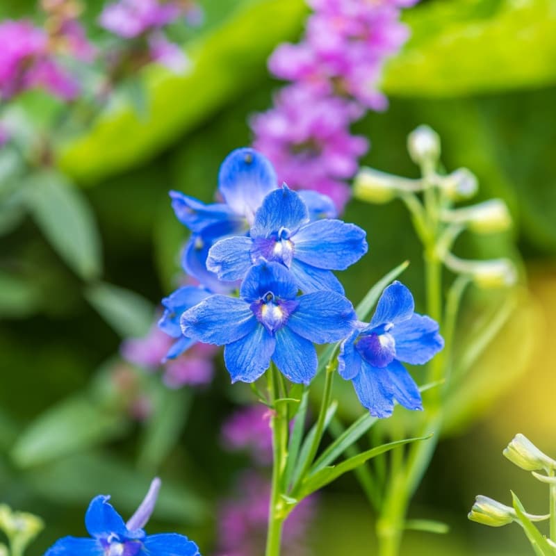Larkspur Plant For Sale