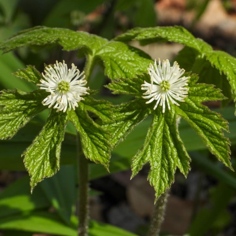 Goldenseal Plant For Sale