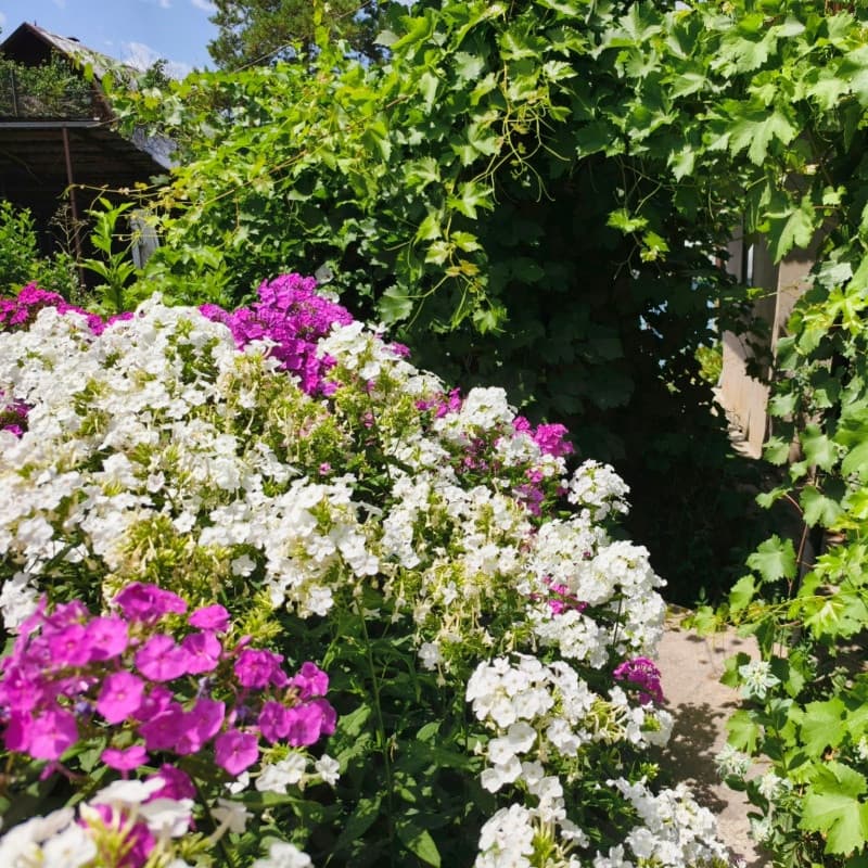 Garden Phlox For Sale