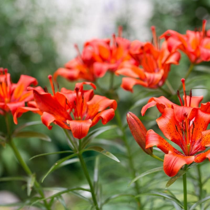 Tiger Lily Plant