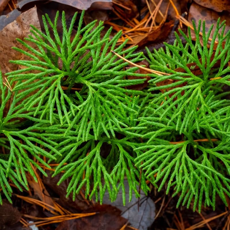 Running Cedar Plant For Sale