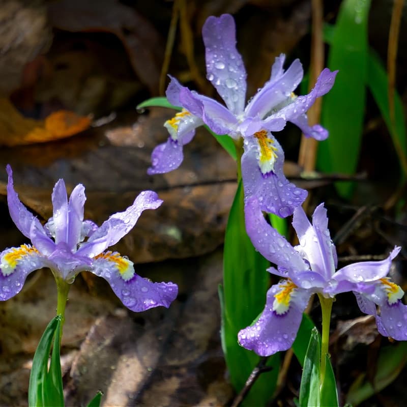 Dwarf Crested Iris for sale