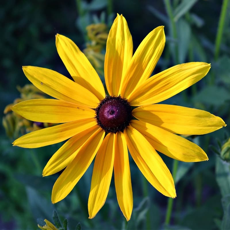 Yellow Coneflower Plant for sale