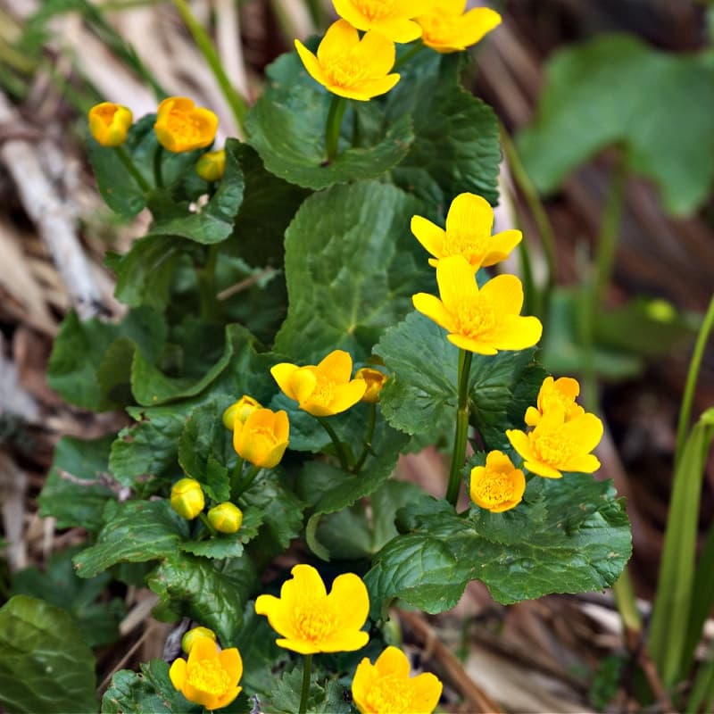 Creeping Buttercup Plant for sale