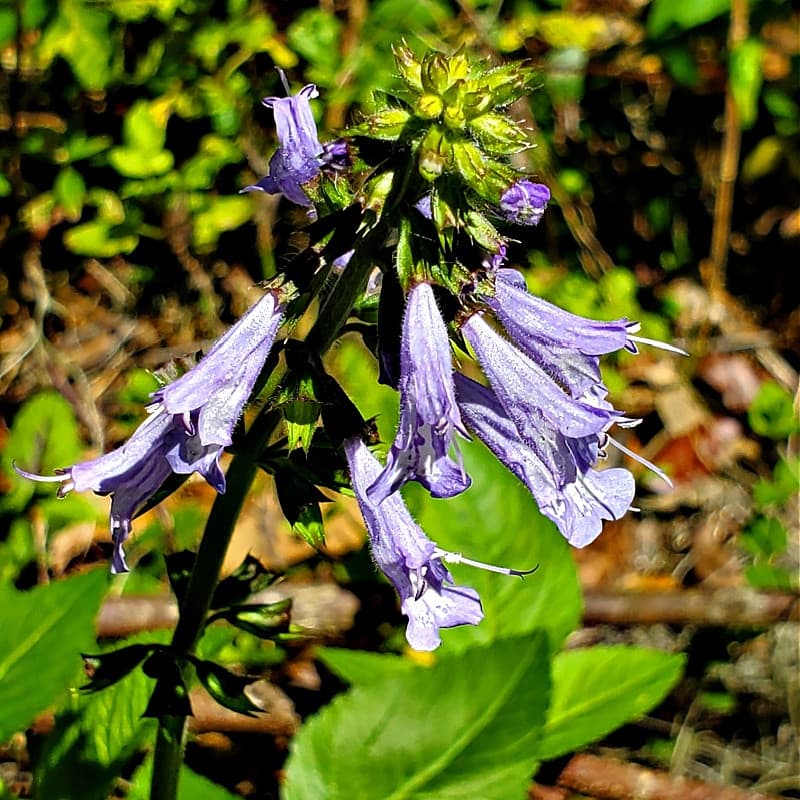 Lyreleaf Sage Plant