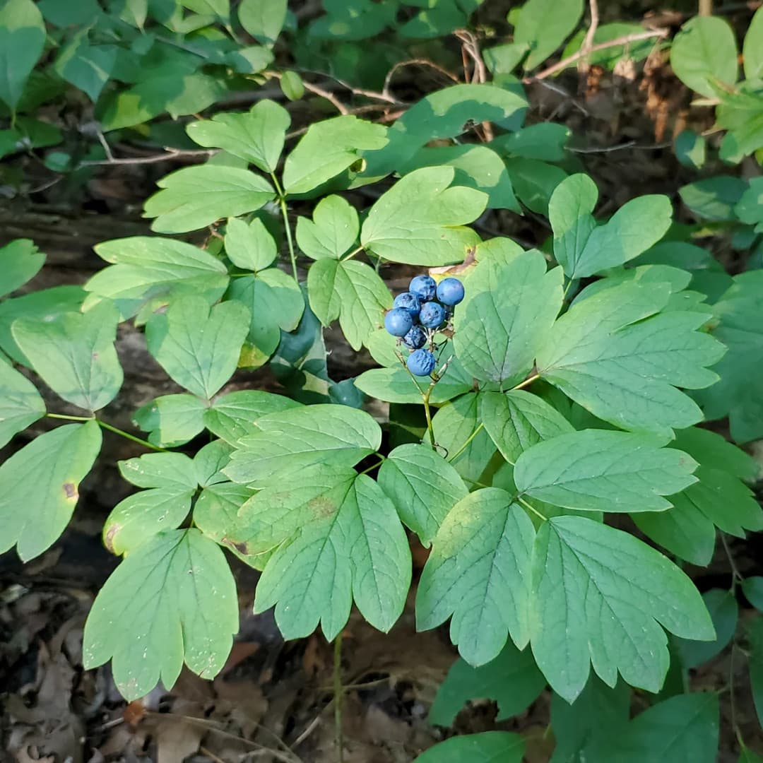 Blue Cohosh Plant