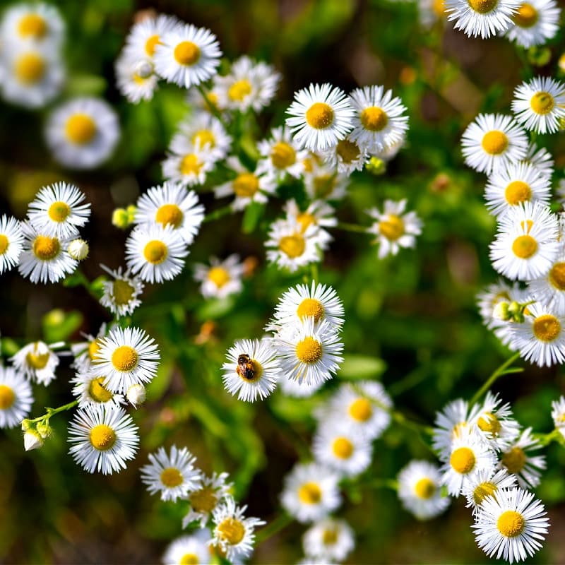 Fleabane Daisy Plant