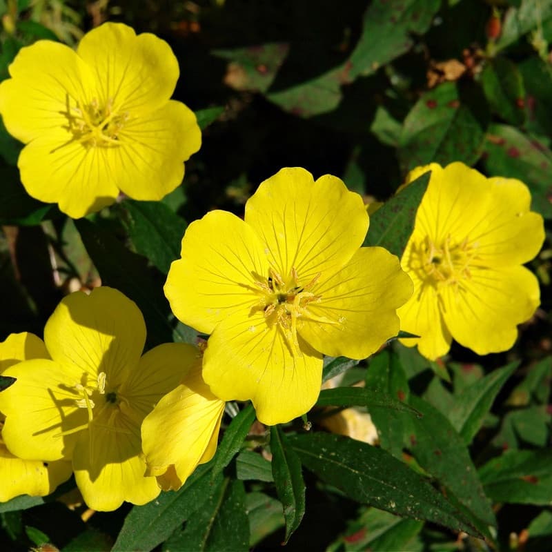 Yellow Primrose Plant for sale